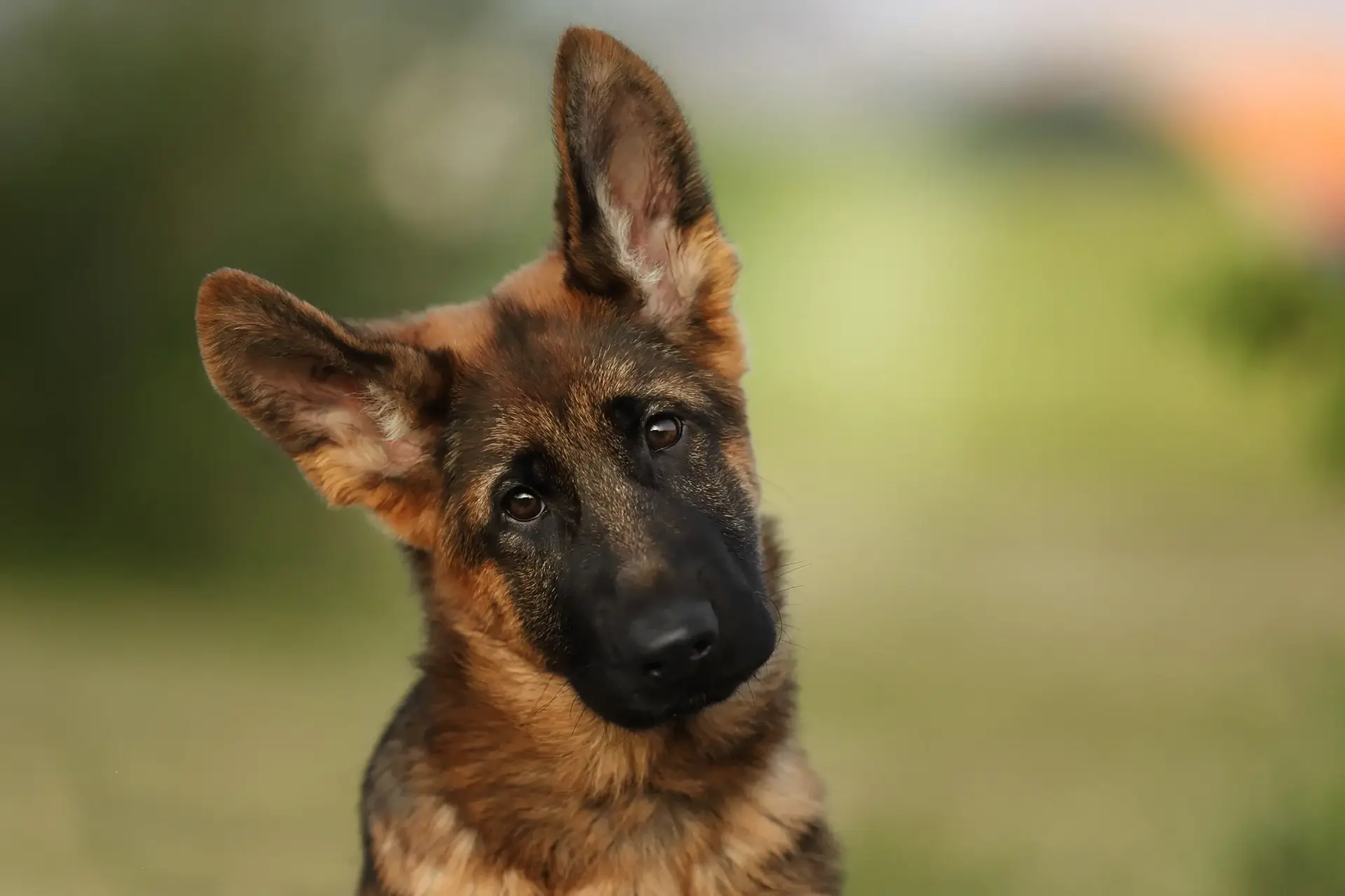 адаптация щенка в новом доме