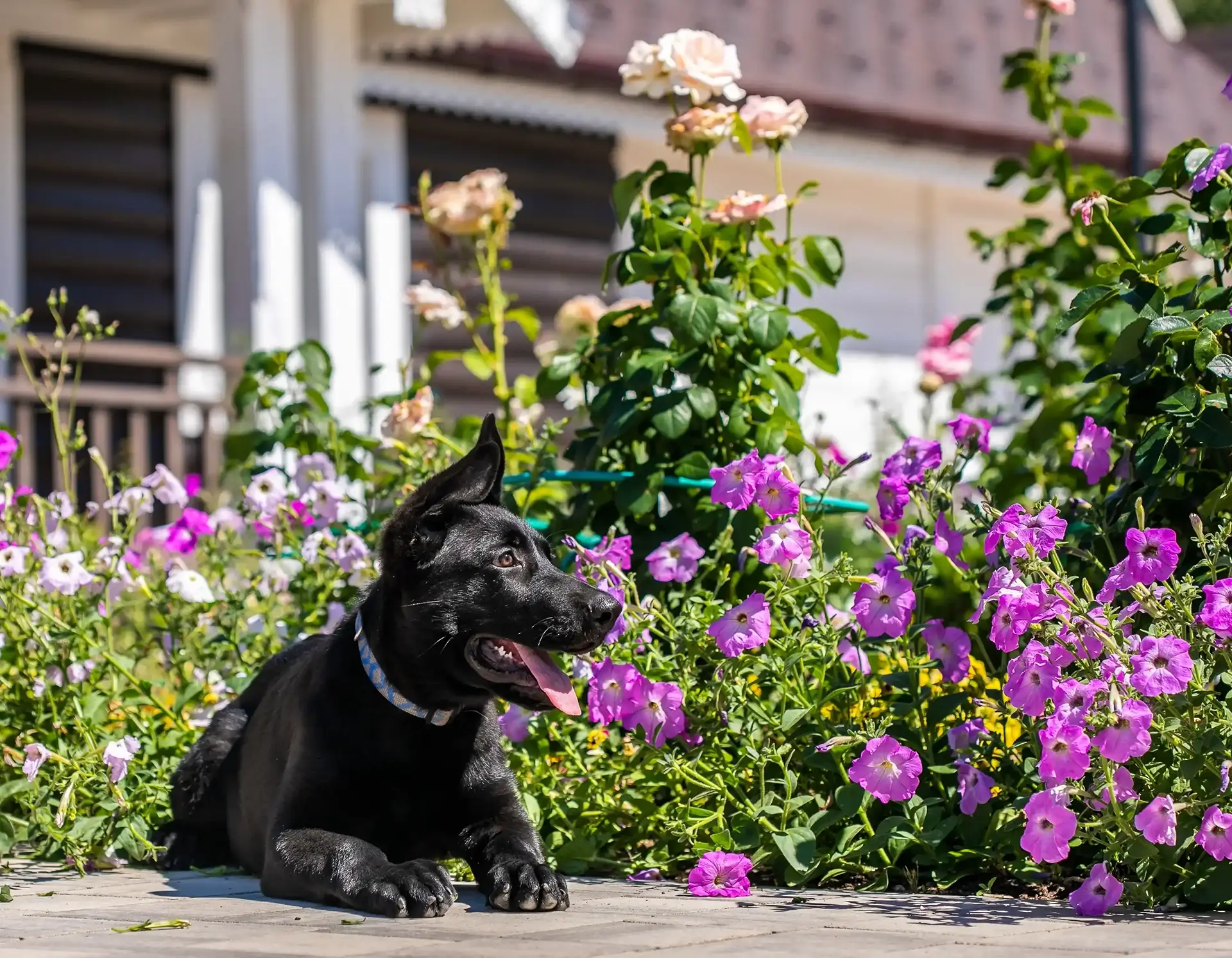 адаптация щенка в новом доме в первые дни