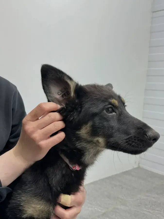 как проходит актировка щенков осмотр щенка экспертом