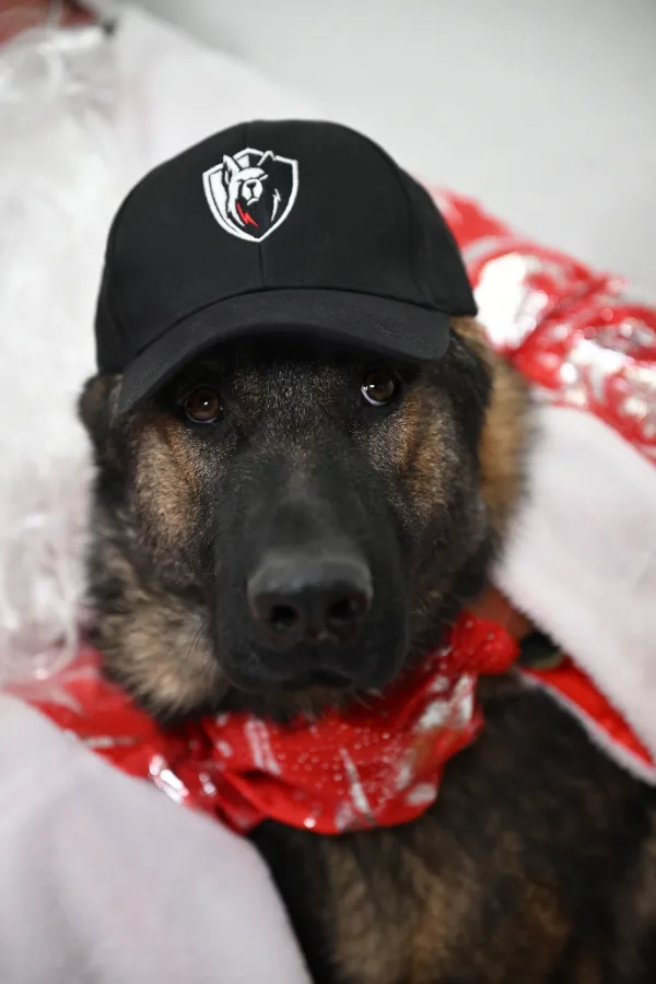 Собачья аптечка для животных что должно быть