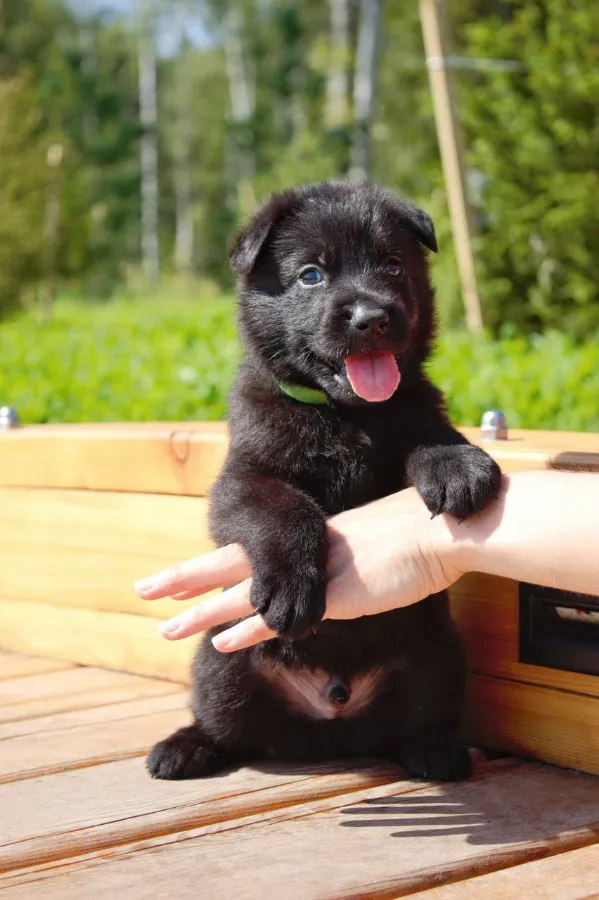 Что должно быть в собачьей аптечке для собаки