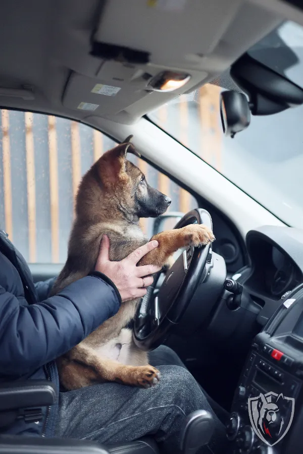 Аптечка первой помощи для собак список необходимого