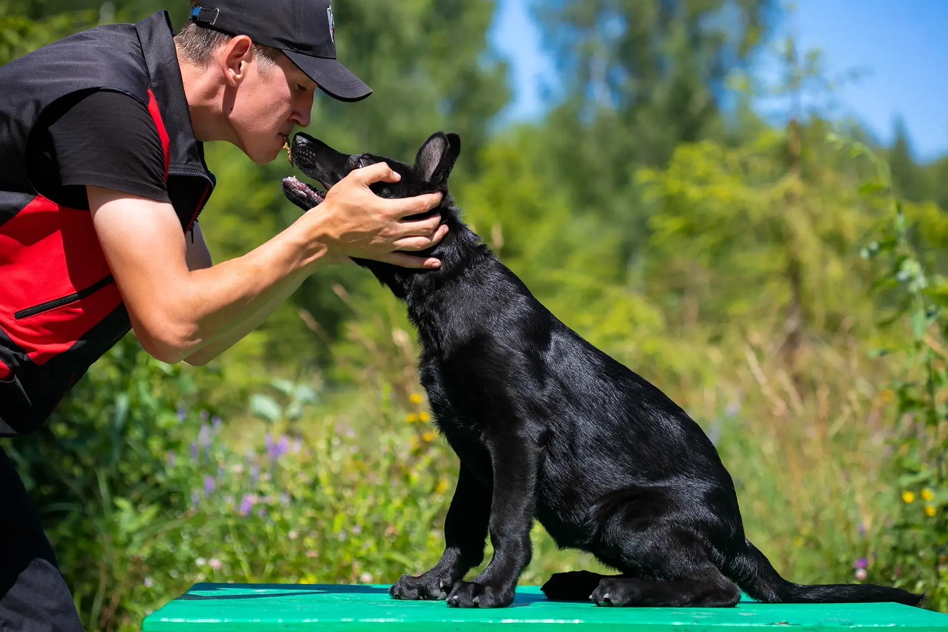 азы дрессировки щенка немецкой овчарки с кинологом