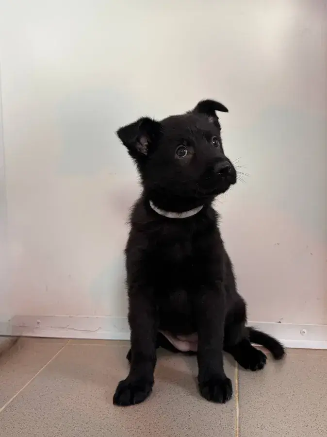 Чем кормить щенка немецкой овчарки 1 месяц