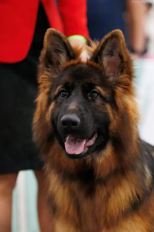 немецкая овчарка длинношерстная фото взрослой собаки