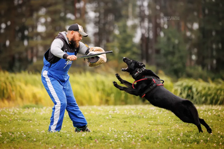 ЗКС это защитно-караульная служба собак с немецкой овчаркой