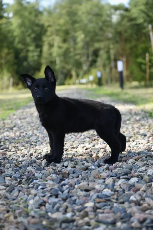 до какого возраста растут щенки овчарок