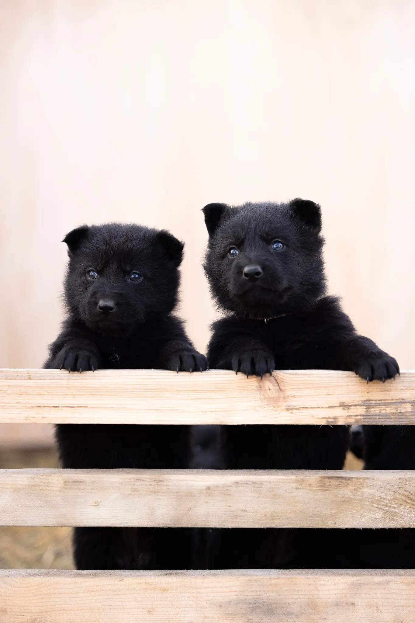 что нужно для содержания щенка немецкой овчарки