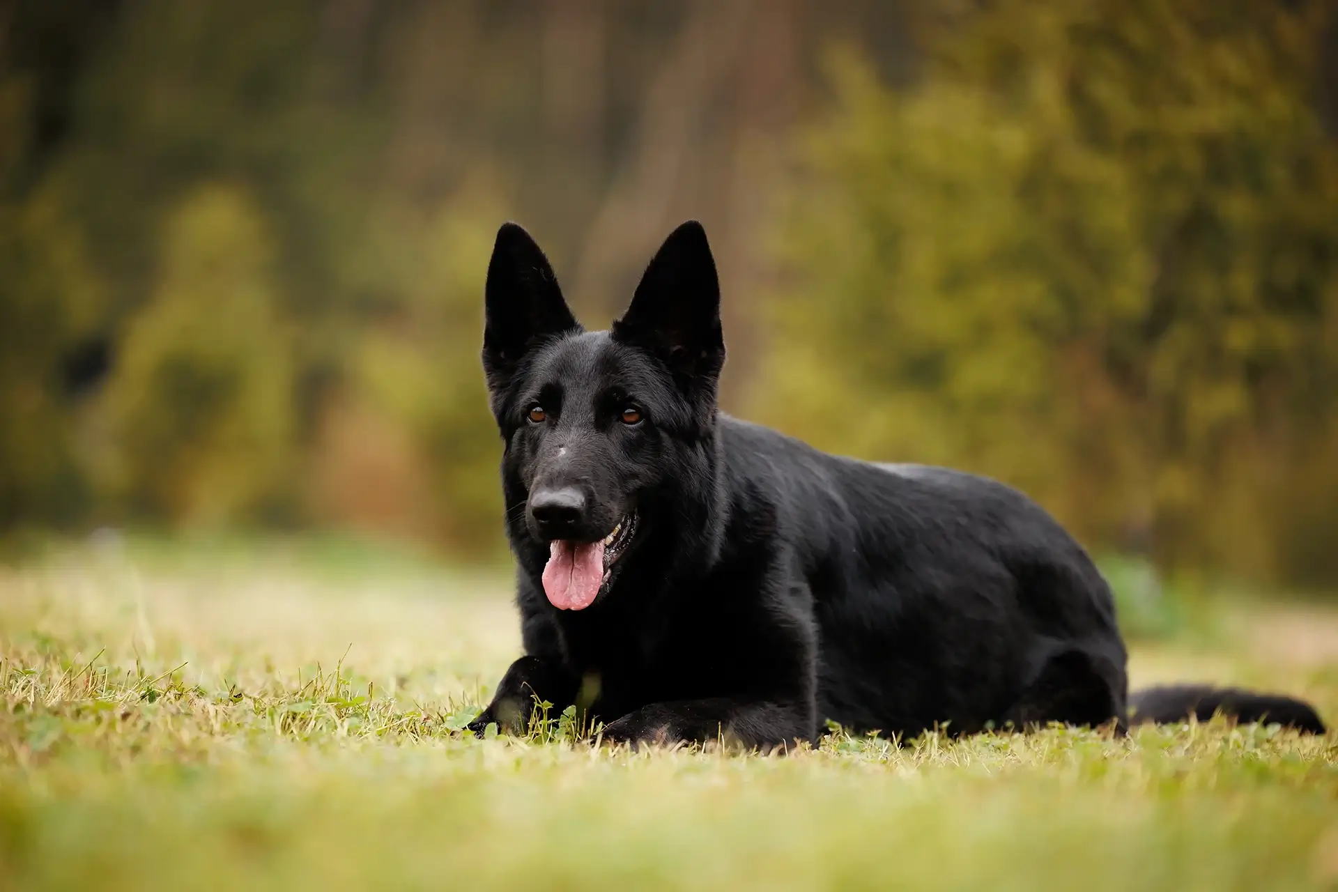 как лучше защитить собаку от укуса клеща на природе
