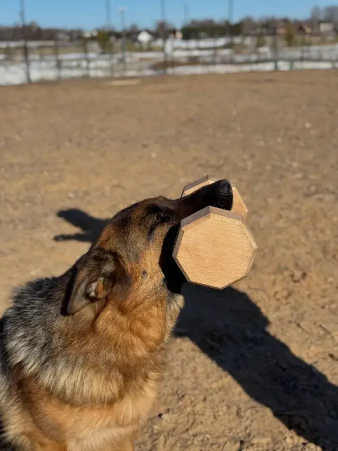 Предметы и аксессуары для обучения апортировке собаки