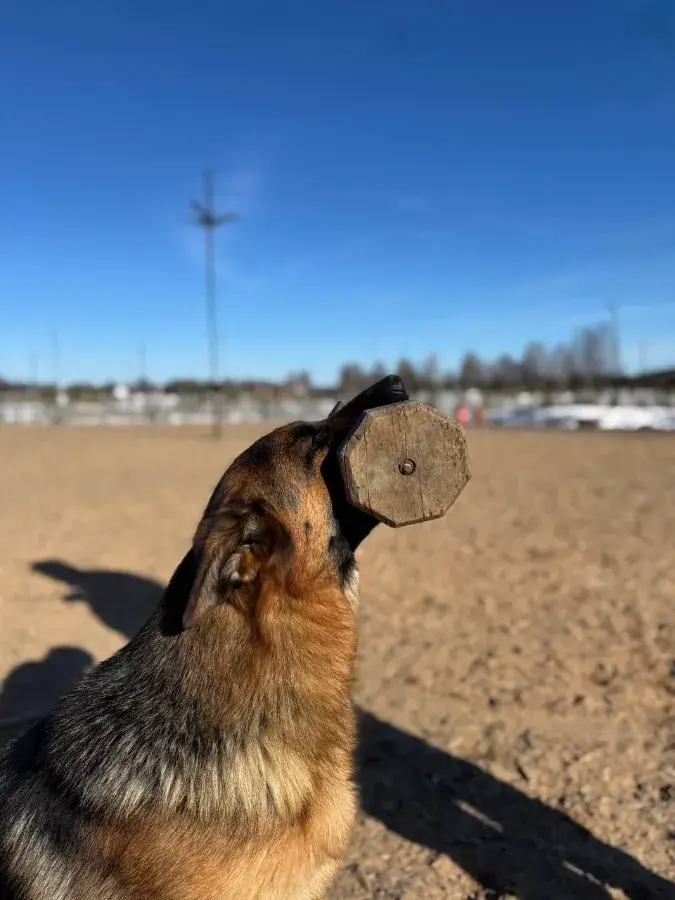 Обучение команде апорт немецкой овчарки пошагово