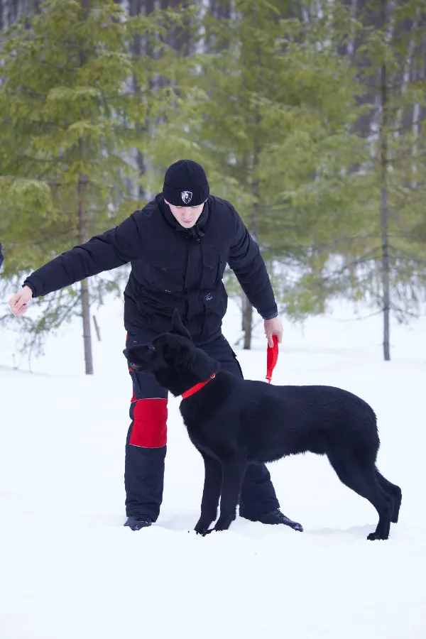Что делать если собака тянет поводок - пошаговая инструкция