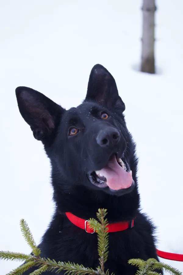 Как понять собаку по поведению и языку тела