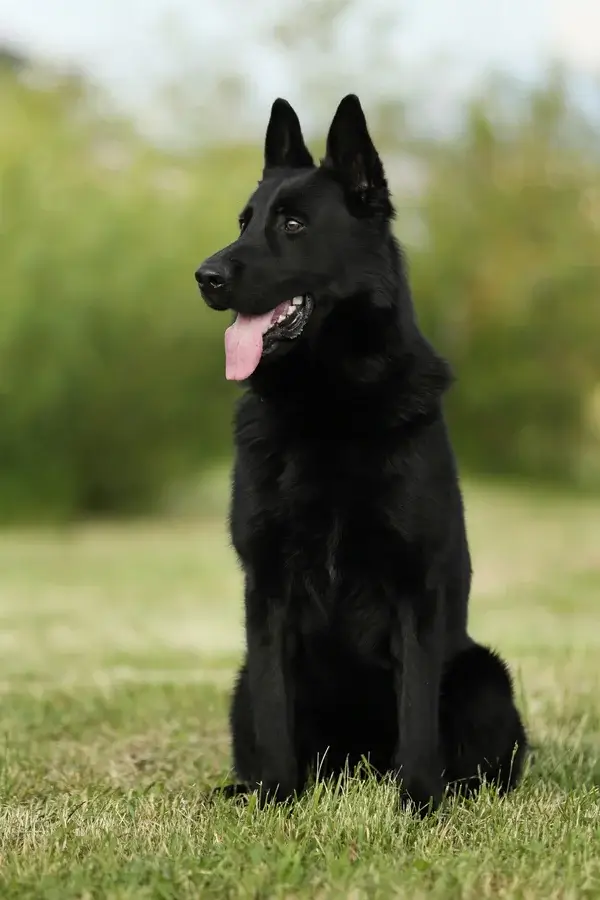 Как определить щенка овчарки от дворняги по документам