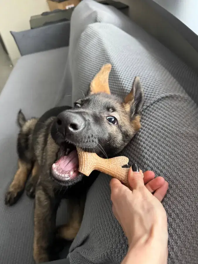 Щенок кусается что делать и как отучить