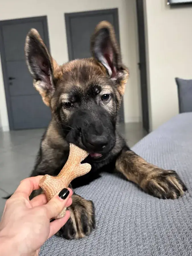 Почему щенок кусается как отучить