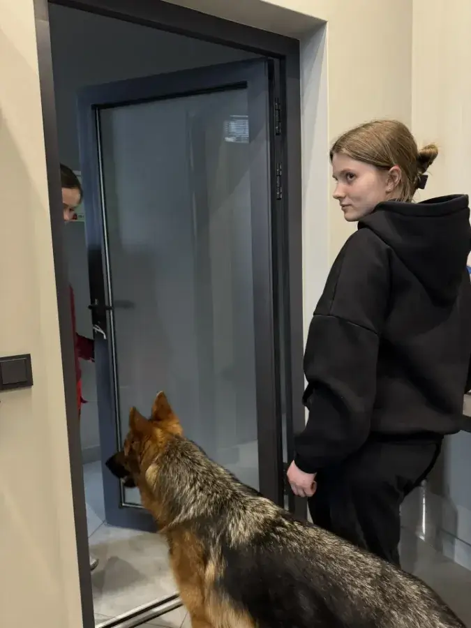 Как отучить овчарку лаять на людей