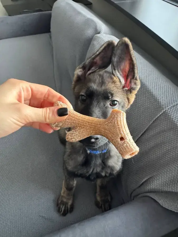 Как отучить щенка кусаться в 2 3 месяца