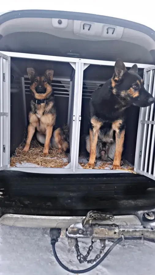 Как перевозить большую собаку в багажнике машины