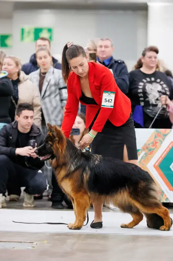 Подготовка к выставке собак виды и цели