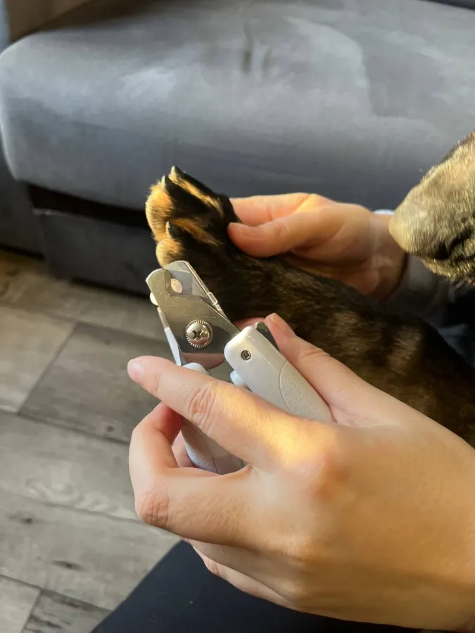 Строение когтя собаки как правильно подстричь