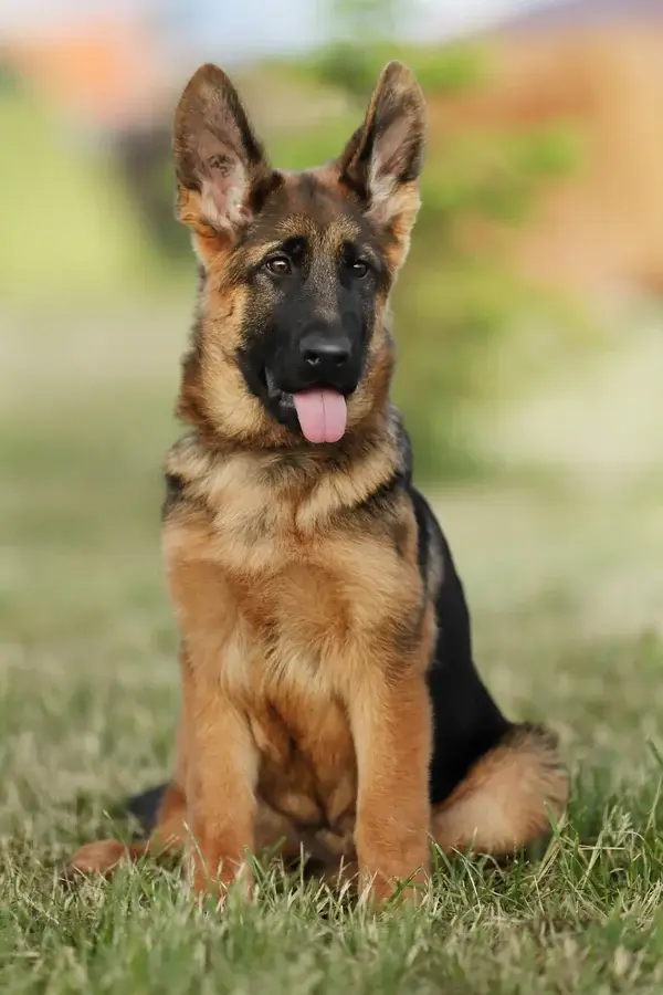 Как понять что немецкая овчарка чистокровная - внешние признаки