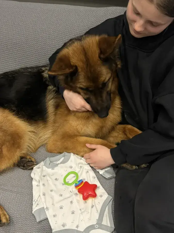 как приучить собаку к новорожденному ребенку через вещи малыша