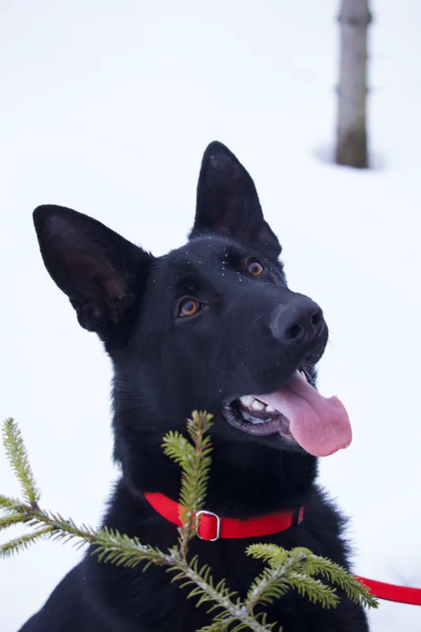 Как собаки разговаривают через сигналы примирения