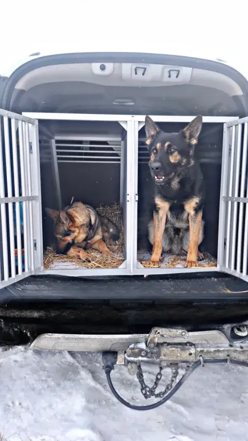 Путешествие с овчаркой на машине подготовка