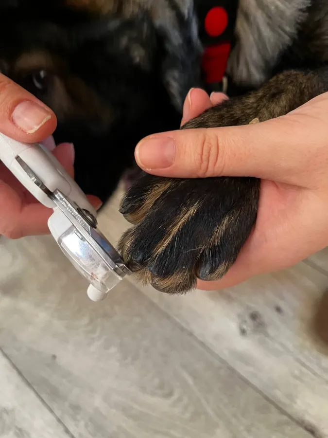 Инструменты для стрижки когтей у собак когтерезка