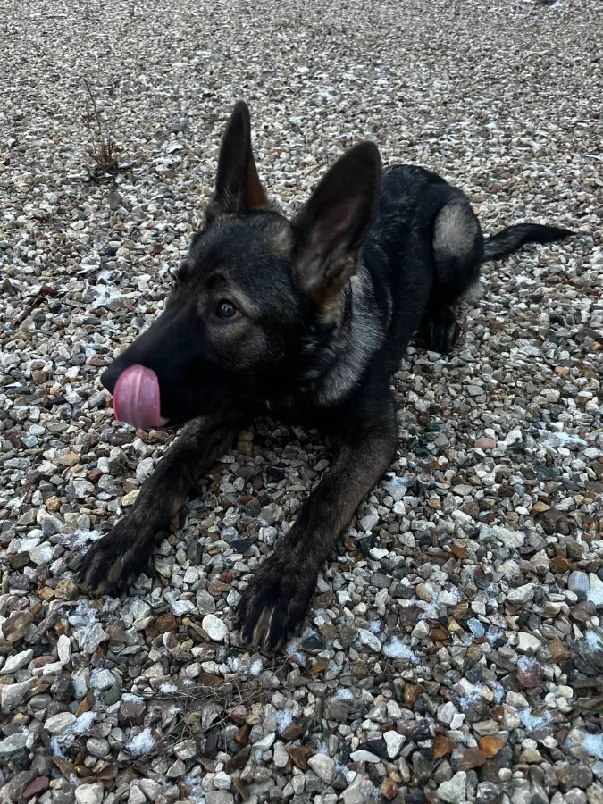 Как приучить щенка немецкой овчарки к туалету на улице