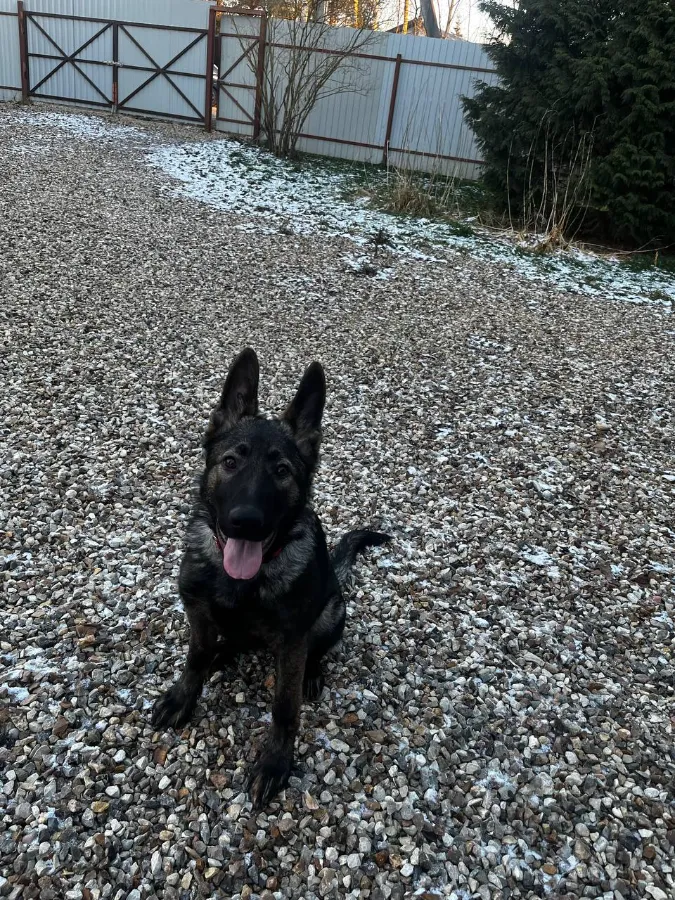 Как приучить щенка немецкой овчарки к туалету