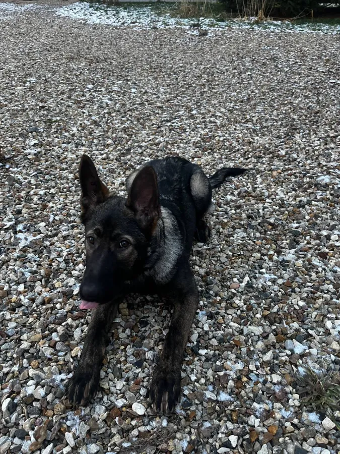 Как приучить щенка к туалету на улице в частном доме