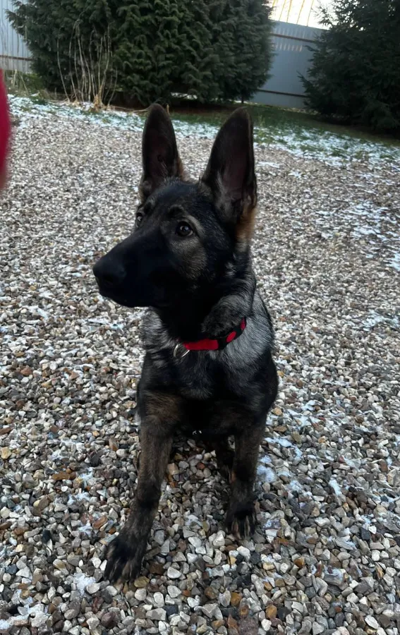 Как приучить немецкую овчарку к туалету на улице в частном доме