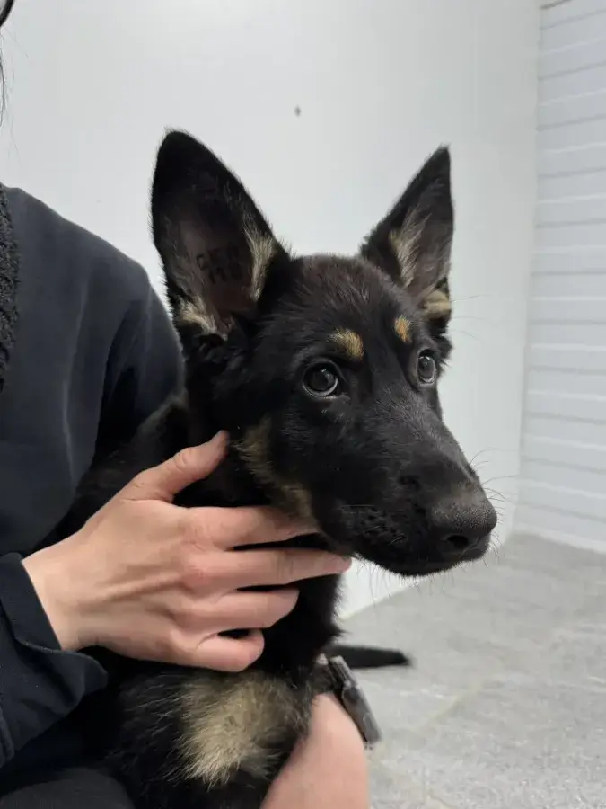 клеймо щенка при актировке ркф