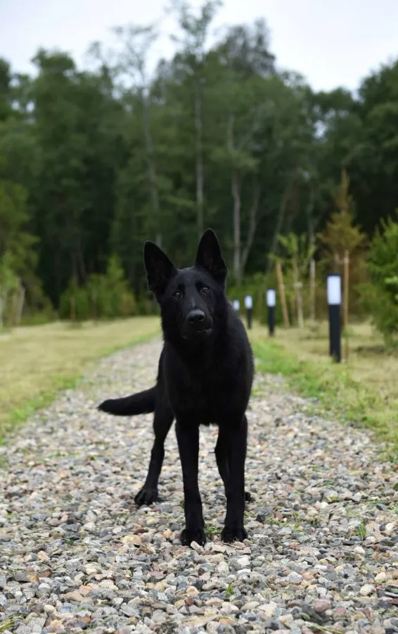 до скольки растет щенок немецкой овчарки взрослой