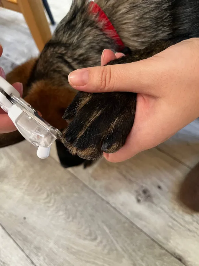 Как подстричь когти щенку в домашних условиях