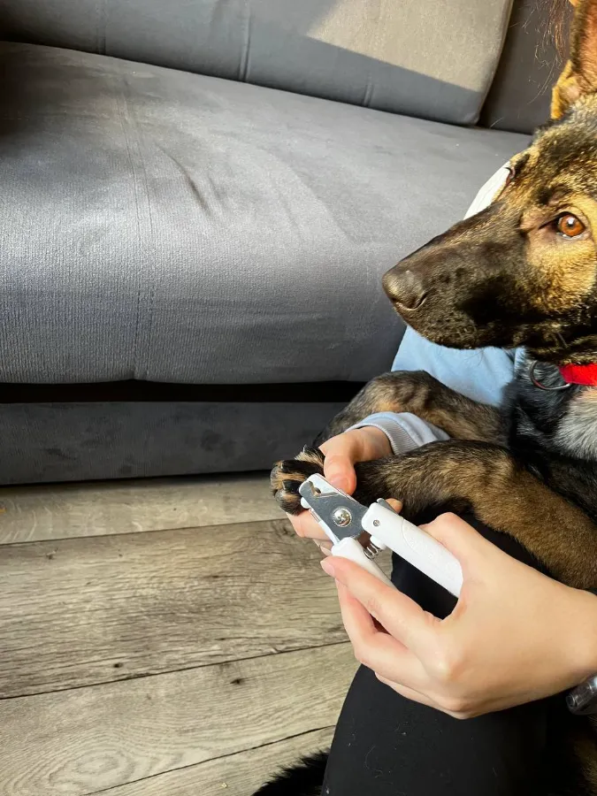 Как правильно стричь когти собаке когтерезкой