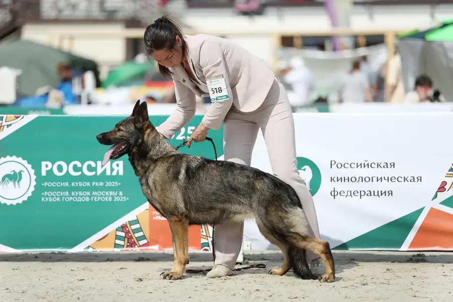 Как выглядит чистокровная немецкая овчарка