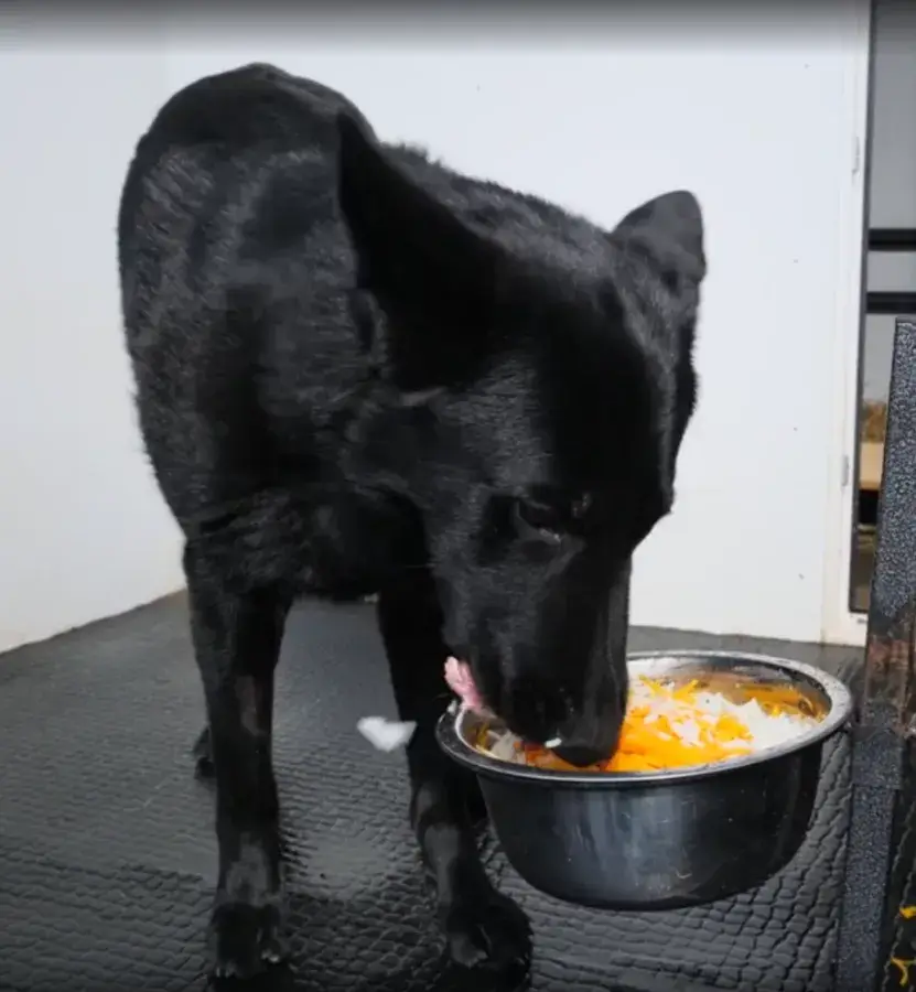 Меню натурального питания для собак