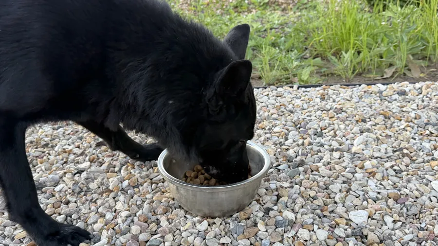 Немецкая овчарка ест корм из миски — правильное питание при лечении лишая