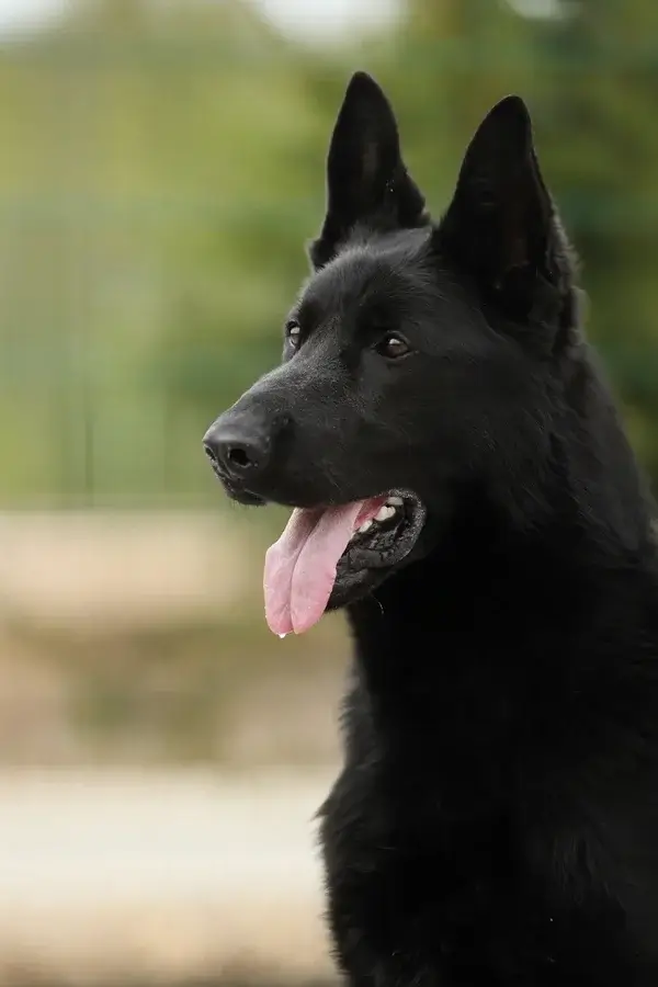 Здоровая подрощенная овчарка - преимущества покупки взрослой собаки