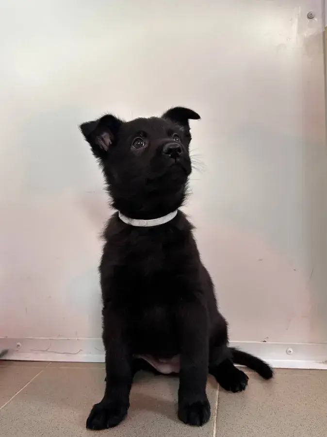 Немецкая овчарка черная месяц окрасы щенков