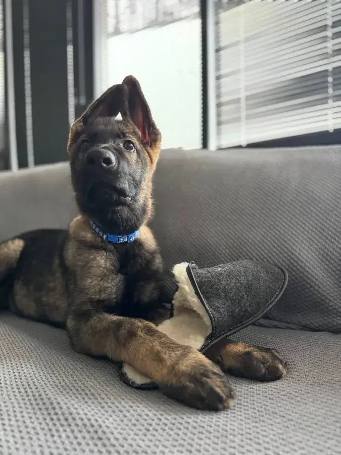 Сколько весит немецкая овчарка в 3 месяца таблица