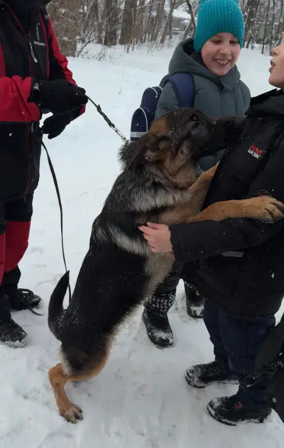Овчарка защищает ребенка правила безопасности