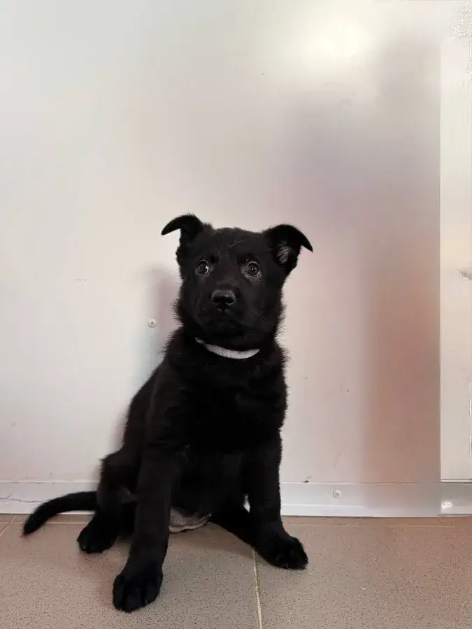 Как выглядит щенок немецкой овчарки в 1 месяц