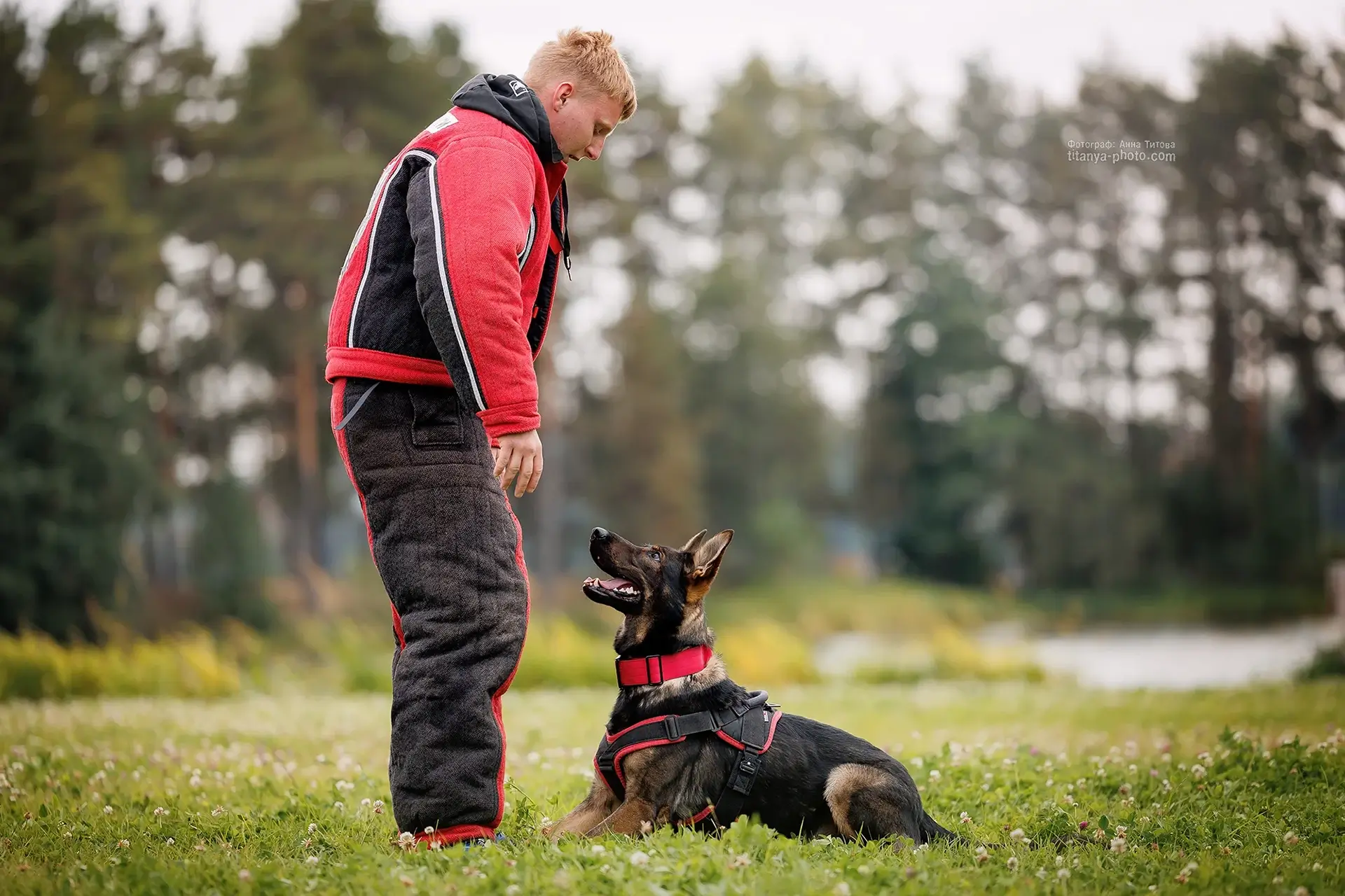 распространенные ошибки при дрессировке собак и как их избежать