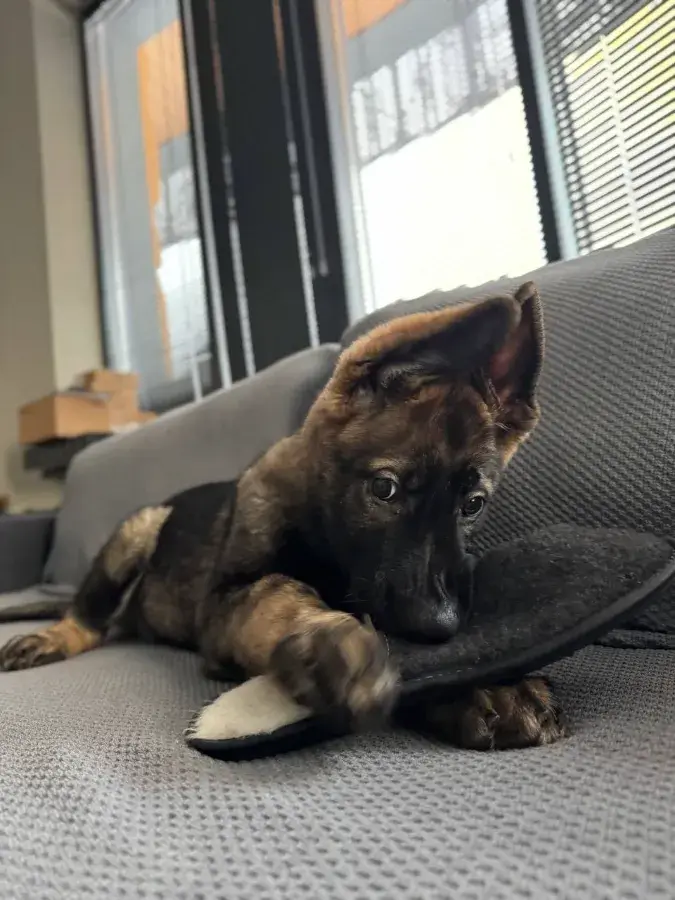 Чем кормить немецкую овчарку щенка 3 месяца