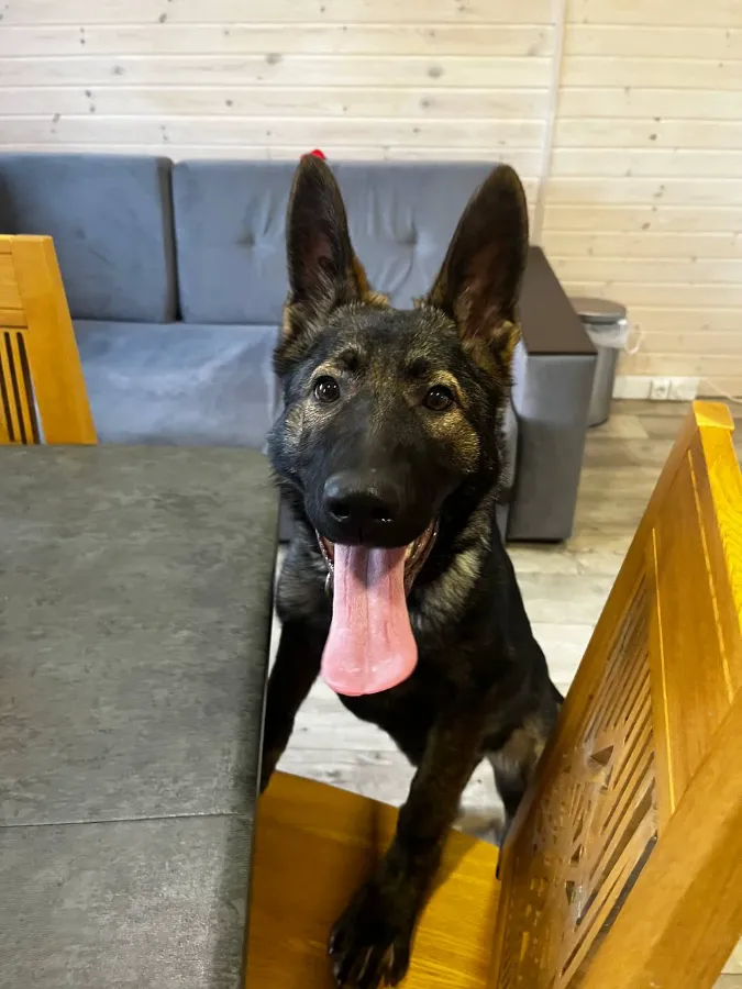 Первые дни щенка в новом доме что делать