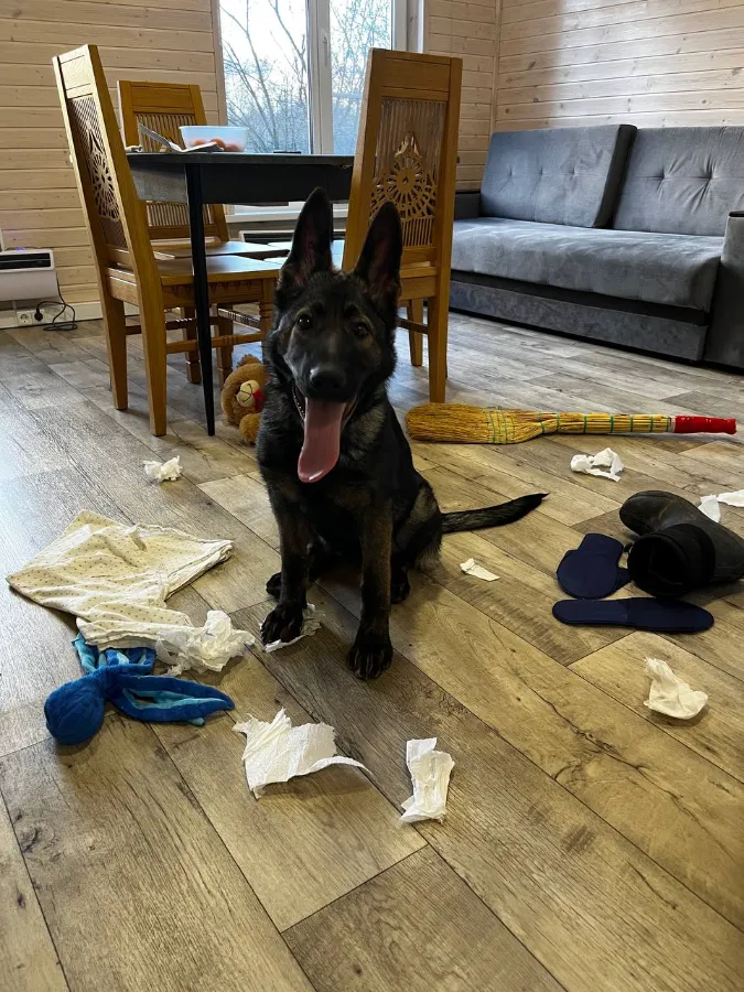 Пубертатный период у собак когда начинается